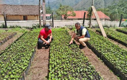 Productores de café en Loja