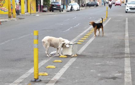 perros en las calles de Guayaquil