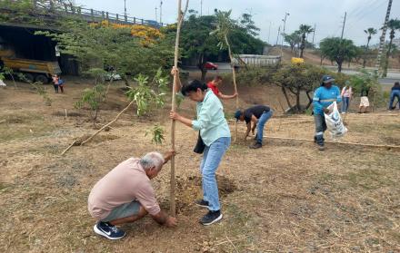 Guayaquil se viste de verde: Ciudadanos se unen a jornada de reforestación urbana