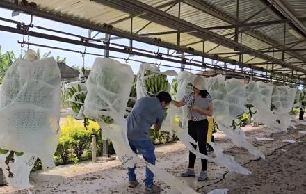 INIAP EVALUÓ FORMOSANA 218