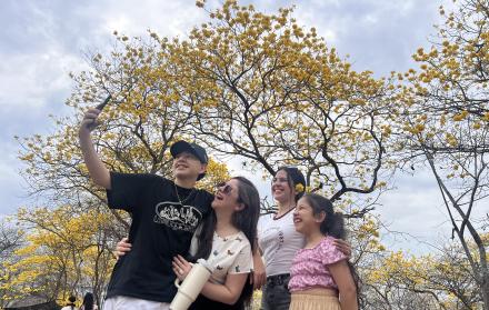 Florecimiento de Guayacanes en Colimes