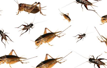 Los grillos en Guayaquil.