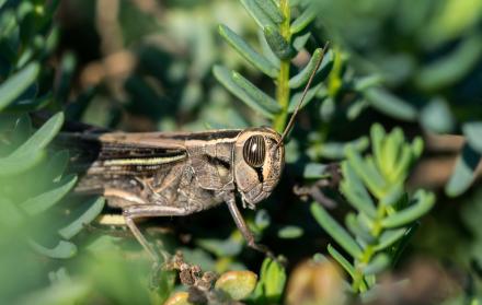 selective-focus-shot-white-banded-grasshopper-vegetation-maltese-countryside