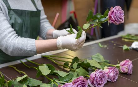 exportación de rosas en Quito