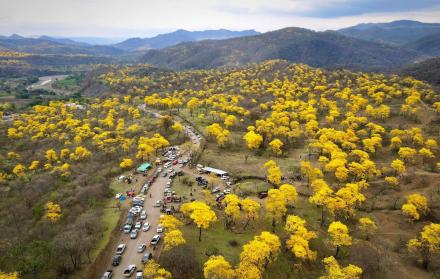 Zapotillo florecimiento de guayacanes