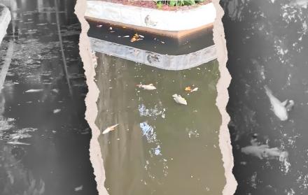 Peces muertos en el Malecón 2000