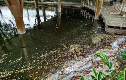 Peces muertos en el Malecón 2000