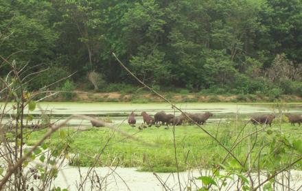 Cachoeiras de Macacu, Río de Janeiro