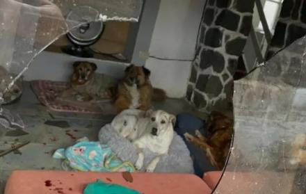 ataque a refugio de perros