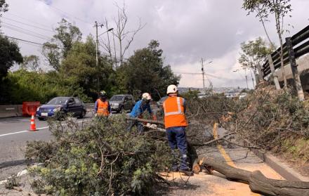 Retiro de árboles Quito