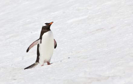 Usuarios en redes interpretan distintas lecturas del comportamiento del pingüino en el clip viral.