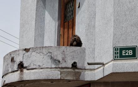 UBA rescata a un perito en Quito