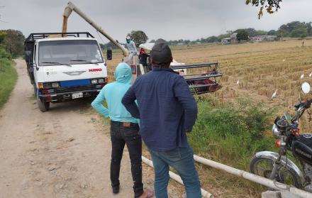 Arroz ecuatoriano en cosecha