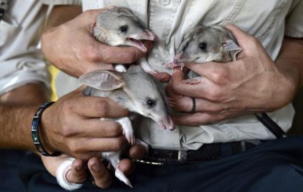 Especies que se extinguieron en el 2025