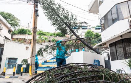 pino caído en Lomas de Urdesa
