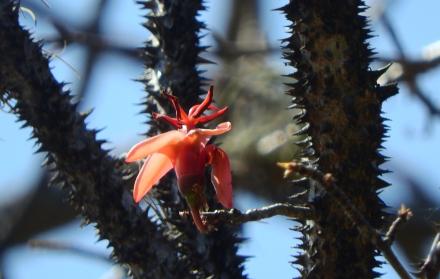 Hallan nueva especie de árbol en Loja