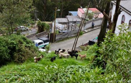 Manada de perros Quito