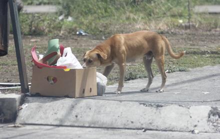 Maltrato animal Guayaquil