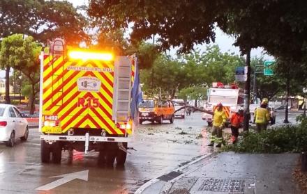 Árbol caído en Guayaquil por las lluvias