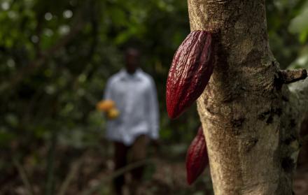 Productor cacaotero en Ecuador