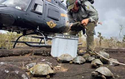 Repatriadas las tortugas de Galápagos
