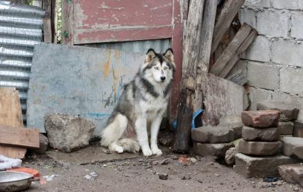 rescate de huskys en quito