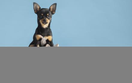 mascotas perro y gato