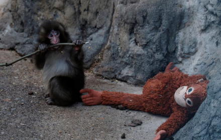 Punch fue rechazado por su madre al nacer.