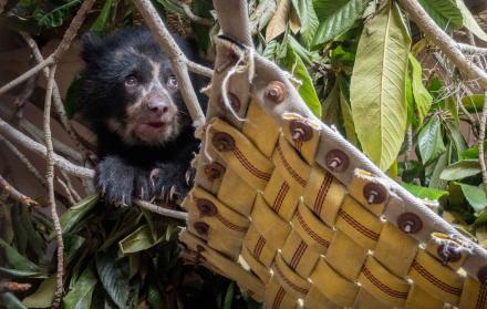 Oso andino zoológico de Quito