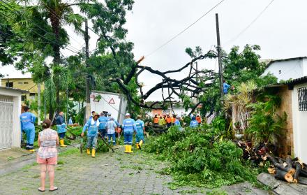 árbol caído en La Alborada