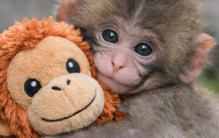 Punch, el macaco japonés, juega con su peluche mientras se adapta a su grupo en Ichikawa.