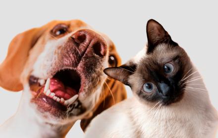 animales mascotas perro y gato