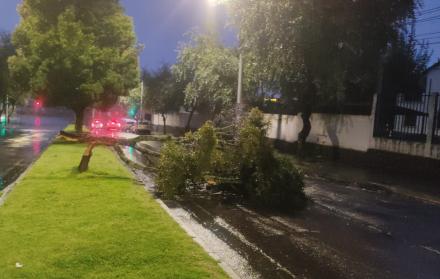 Caída de árboles Quito