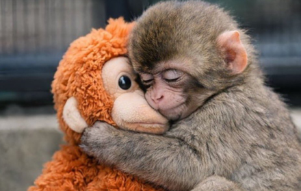 Punch, el macaco japonés viral, se aferra a un peluche en el zoológico de Ichikawa.