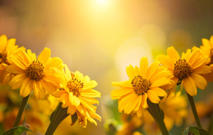 Las flores amarillas son una manera de celebrar el equinoccio de primavera, un gesto de renovación y energía positiva.