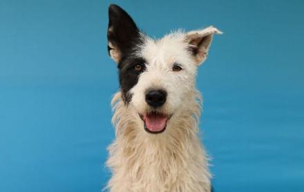 perritos en adopción en Quito