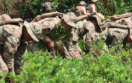 cultivos ilegales de la hoja de coca