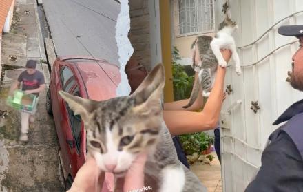 gatos abandonados mucho lote