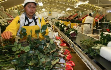 CULTIVO DE FLORES en Ecuador