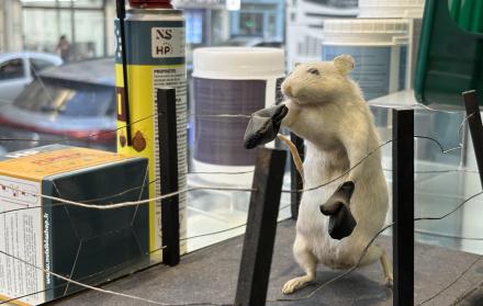 Las ratas se cuelan en las elecciones municipales de París