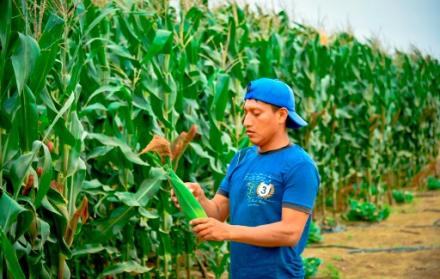 Agricultores de Ecuador temen perder competitividad por maíz subsidiado de EE. UU.