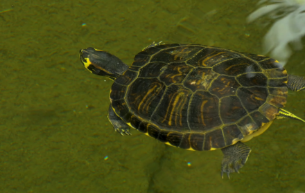 Las comunidades locales buscan la protección del territorio.