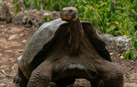 Referencial. Las tortugas liberadas tienen entre 7 y 15 años.
