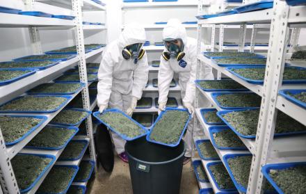 Investigadores del Iniap