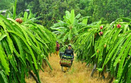 PRODUCCION DE PITAHAYA EN CERECITA