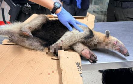 Oso hormiguero por perros