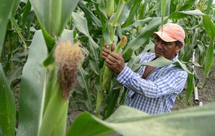 En los últimos meses, los agricultores han enfrentado un incremento en el precio de fertilizantes.