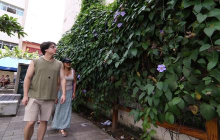 Plantas ornamentales invasivas.