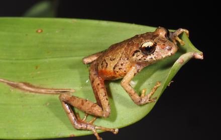 Ranas nuevas en cordillera