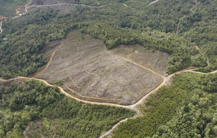 deforestación en Indonesia